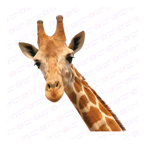 Giraffe png image