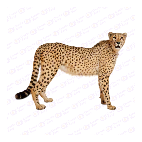 Northwest African cheetah png image
