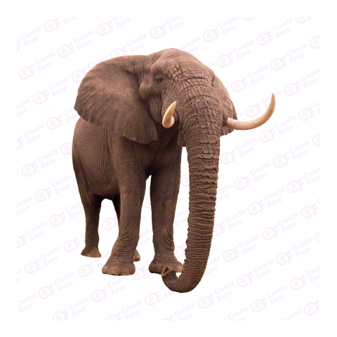 Elephants png image