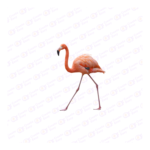 American flamingo png image