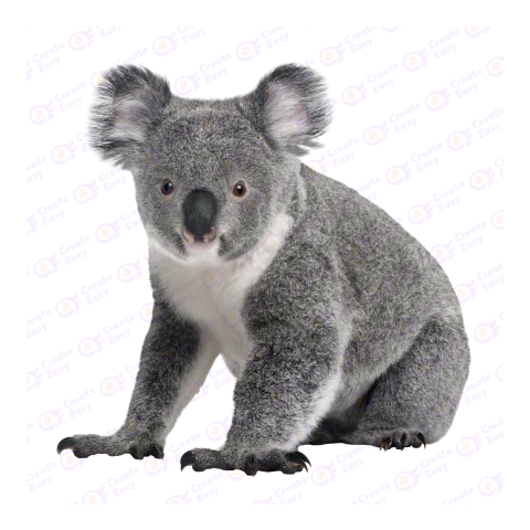 Koala png image