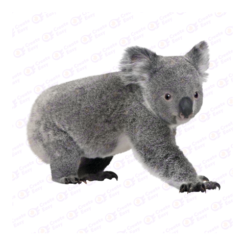 Koala png image
