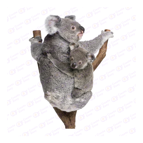 Koala png image