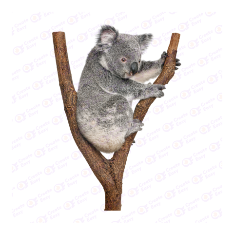 Koala png image