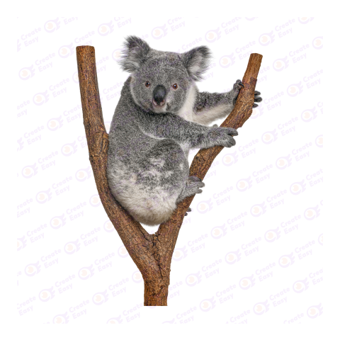 Koala png image