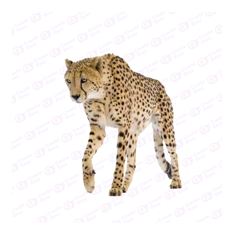 Cheetah png image