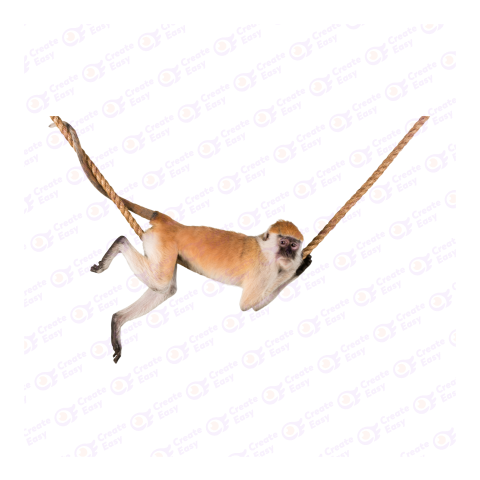 Common patas monkey png image