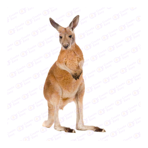 Red kangaroo png image