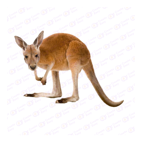 Red kangaroo png image