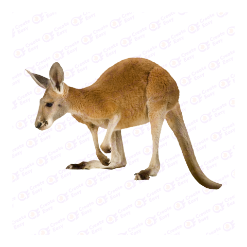 Red kangaroo png image