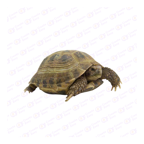 Russian tortoise png image