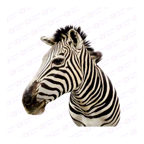 Zebra png image