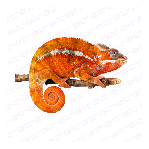 Panther chameleon png image