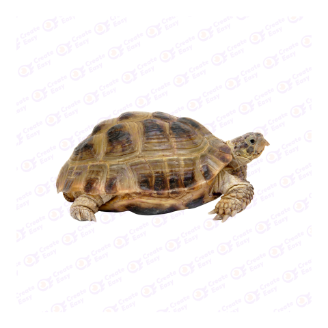 Russian tortoise png image