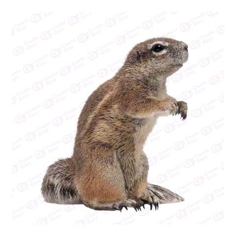 Cape ground squirrel png image