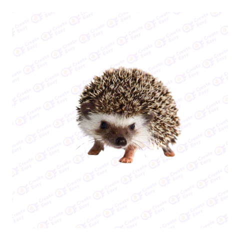 Hedgehog png image