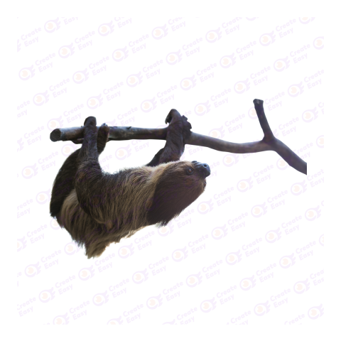 Three-toed sloth png image