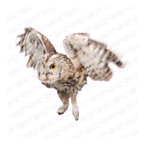 Tawny owl png image