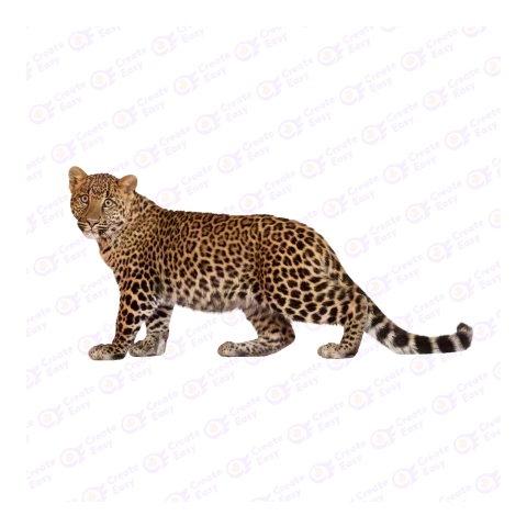 African leopard png image