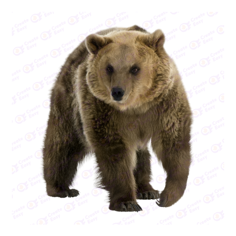 Grizzly bear png image