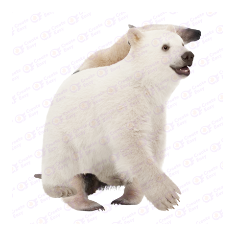 Polar bear png image