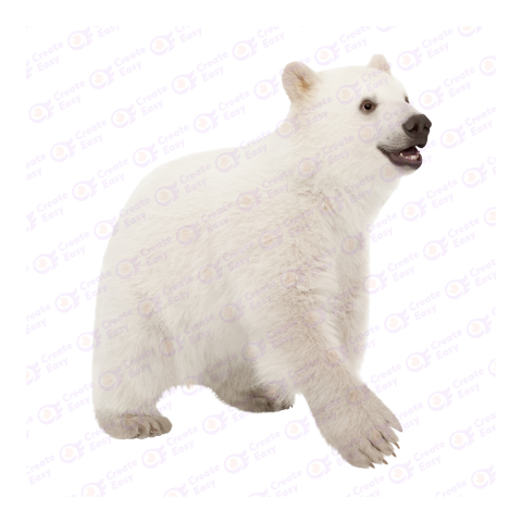 Polar bear png image