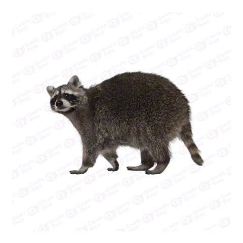 Guadeloupe raccoon png image