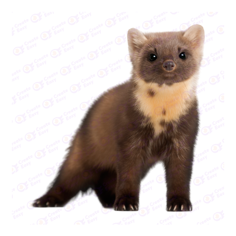 Newfoundland pine marten png image