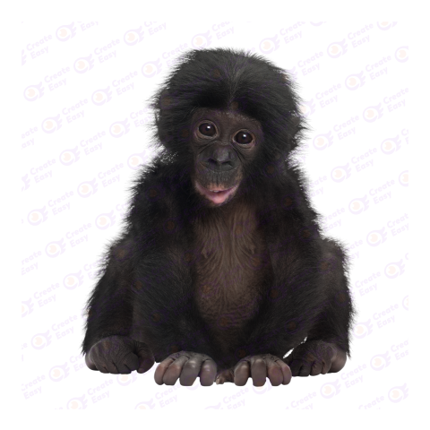 Bonobo Baby png image