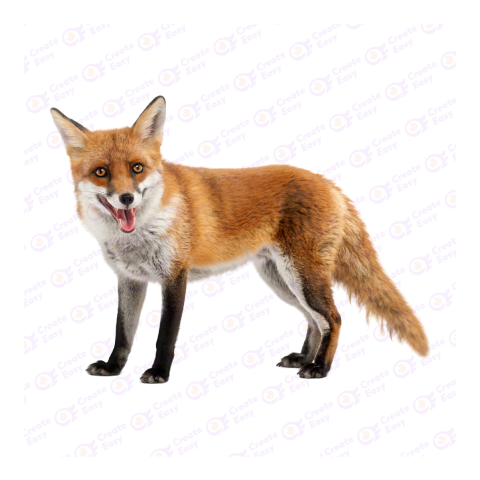 Red fox png image