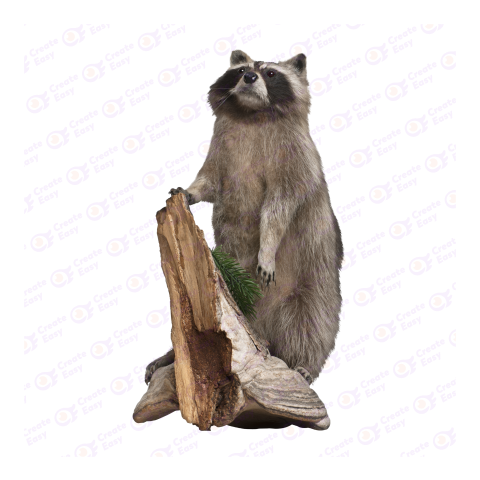 Raccoon png image
