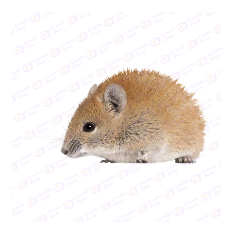 Golden spiny mouse png image