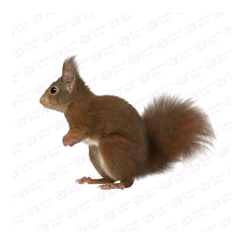 Red squirrel png image