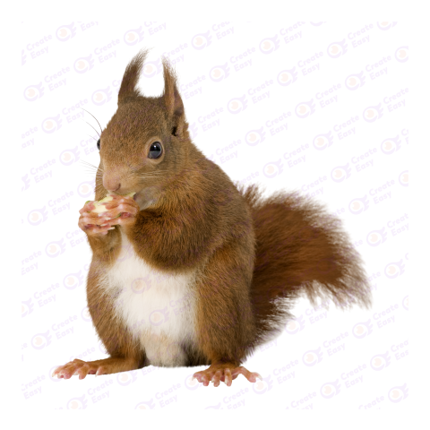 Red squirrel png image
