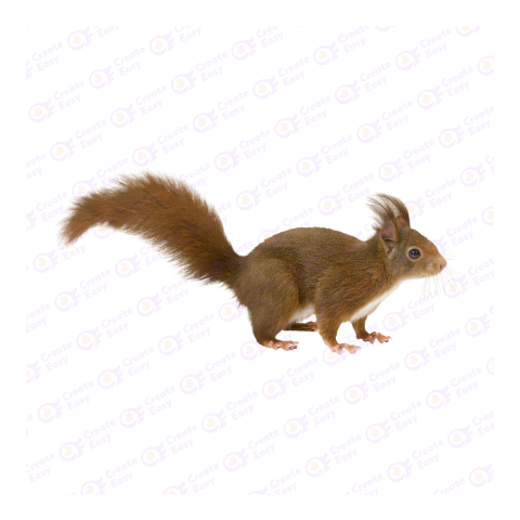 Red squirrel png image