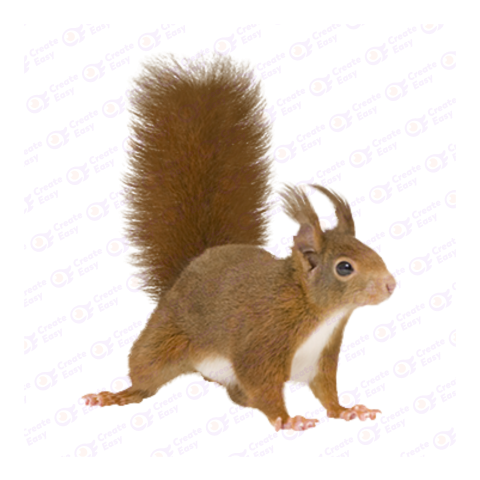 Red squirrel png image