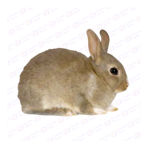 Netherland Dwarf rabbit png image