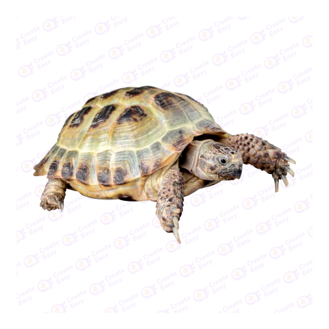 Russian tortoise png image