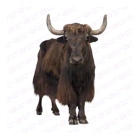 Domestic yak png image