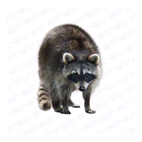 Guadeloupe raccoon png image