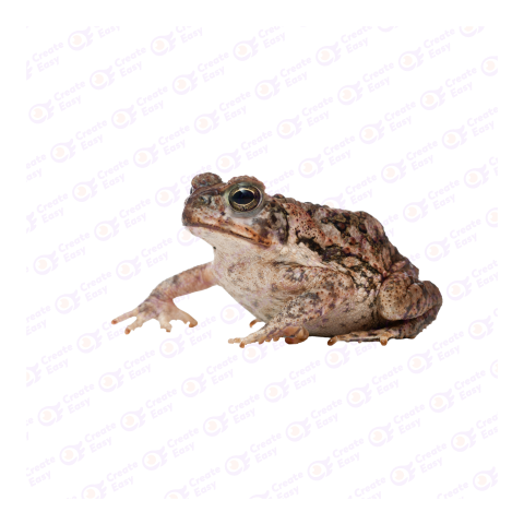 Cane toad png image