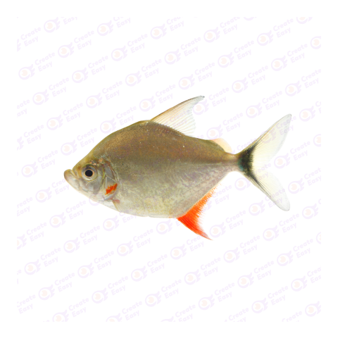Myleus png image
