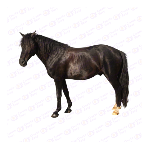 Brown horse png image