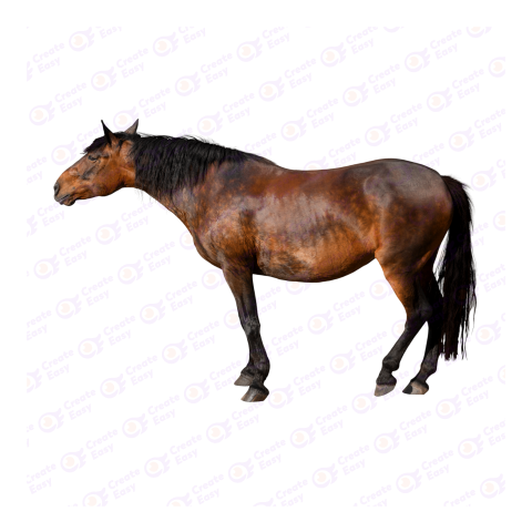 Belgian Warmblood png image