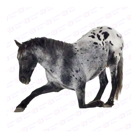 Appaloosa Horse png image