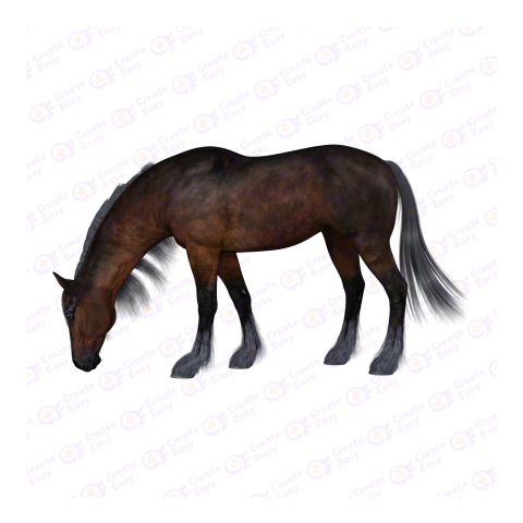 Friesian horse png image