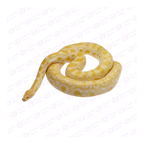 Burmese Python Snake png image