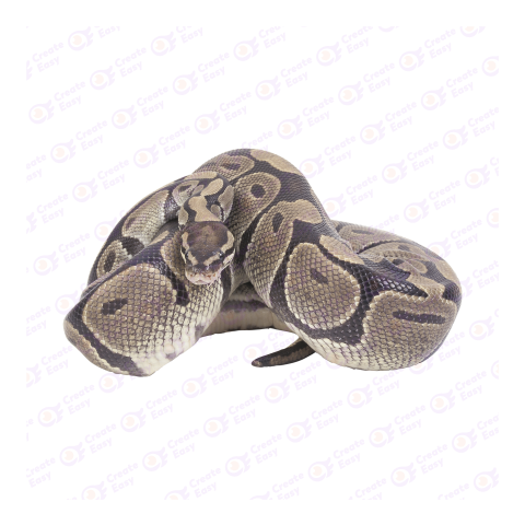 Ball python png image