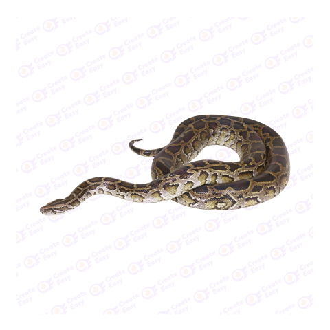 Dwarf Burmese python png image