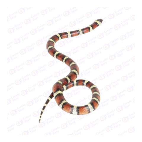 Sinaloan milk snake png image